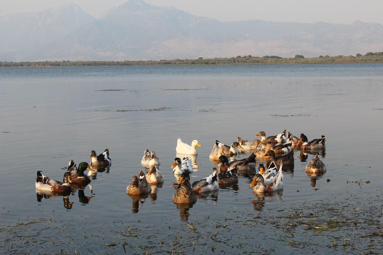 Hotel Shkodra Lake Široka エクステリア 写真